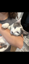 Lost Female Cat last seen Tenants Harbor, Highland, UT 84003