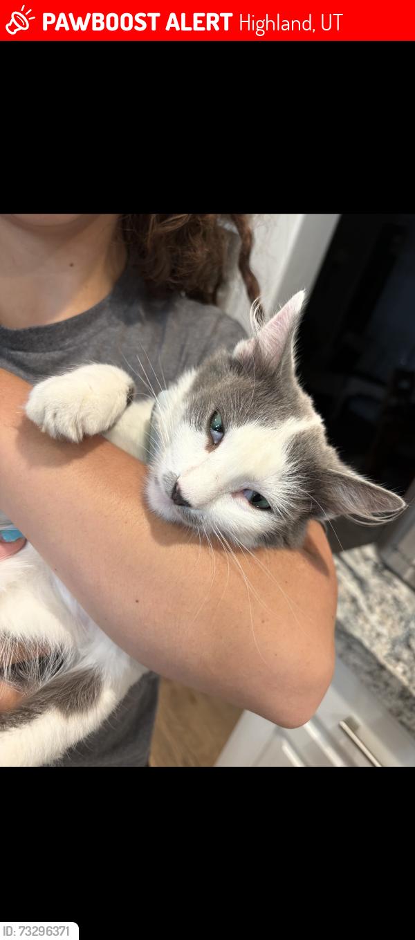 Lost Female Cat last seen Tenants Harbor, Highland, UT 84003