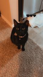 Reunited Female Cat last seen Vineridge Ln, Wickham Rs, Burleson, TX 76028