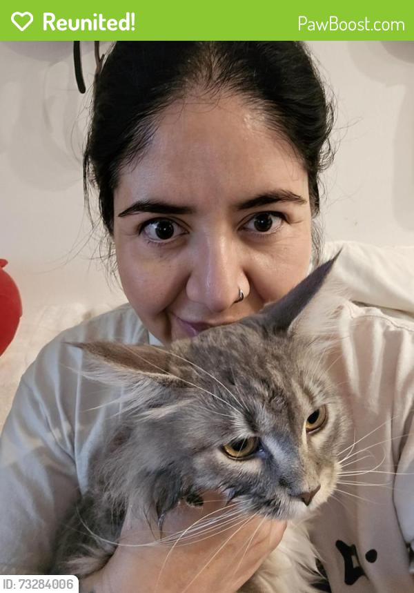Reunited Female Cat last seen Sycamore/ Los Angeles ave., Simi Valley, CA 93065