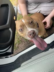 Reunited Female Dog last seen Strickland bridge red. Hackney loop, Fayetteville, NC 28306