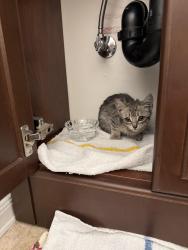 Found/Stray Female Cat last seen Westmoreland Dr and Kirkmont Dr, San Jose, CA 95124