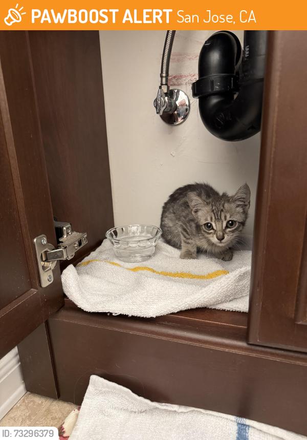 Found/Stray Female Cat last seen Westmoreland Dr and Kirkmont Dr, San Jose, CA 95124