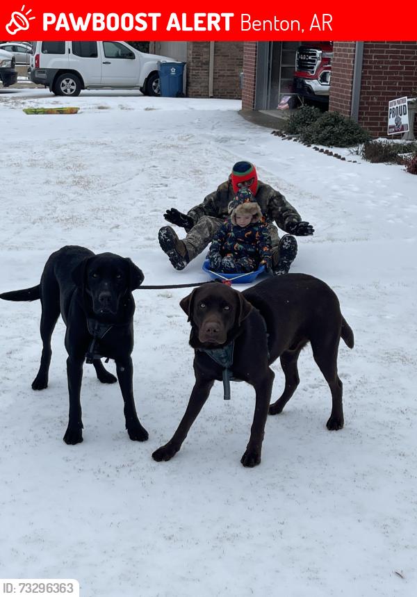 Lost Male Dog last seen Boone Rd in benton, Benton, AR 72015