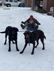 Lost Male Dog last seen Boone Rd in benton, Benton, AR 72015