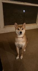 Lost Female Dog last seen Park Ridge Neighborhood - Sugar Hill, Park Ridge, IL 60068