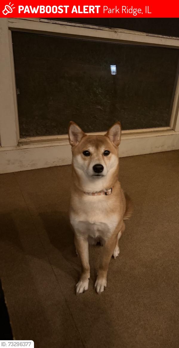 Lost Female Dog last seen Park Ridge Neighborhood - Sugar Hill, Park Ridge, IL 60068