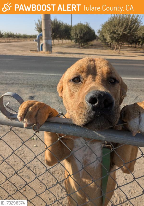 Surrendered Male Dog last seen road 184 ave 96, Tulare County, CA 93270