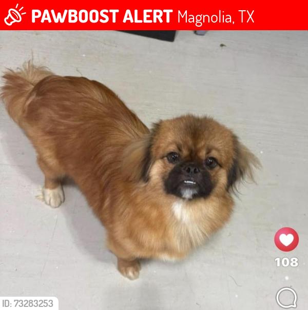 Lost Male Dog last seen Topaz Ridge/Diamond Creek area, Magnolia, TX 77355