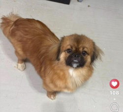 Lost Male Dog last seen Topaz Ridge/Diamond Creek area, Magnolia, TX 77355