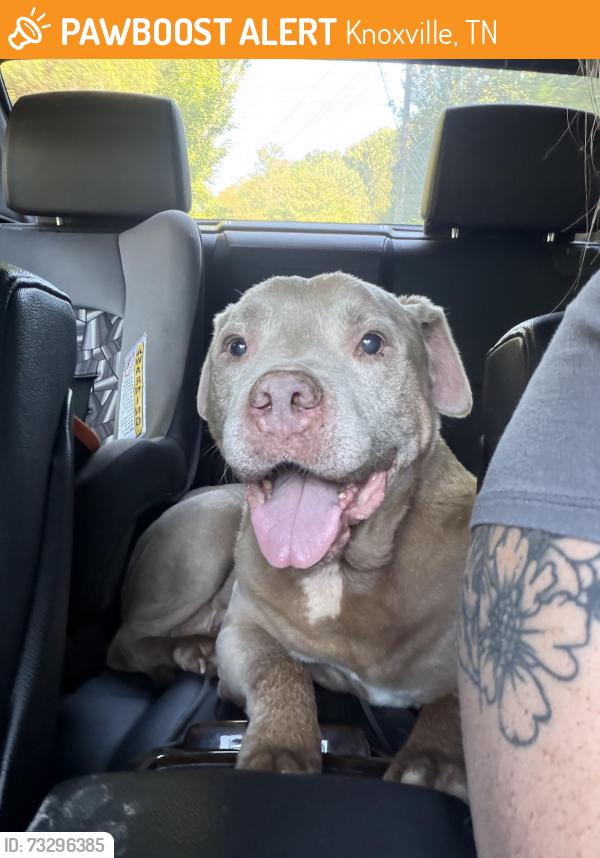Found/Stray Male Dog last seen On his way to young Williams for stray hold!, Knoxville, TN 37918
