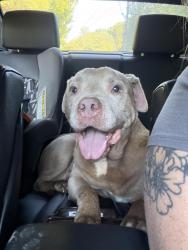 Found/Stray Male Dog last seen On his way to young Williams for stray hold!, Knoxville, TN 37918
