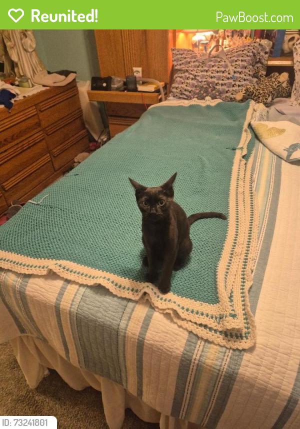 Reunited Female Cat last seen Near SOUTHBRANCH DR & MIDDLE BRACCH WAY, Jacksonville, FL 32259