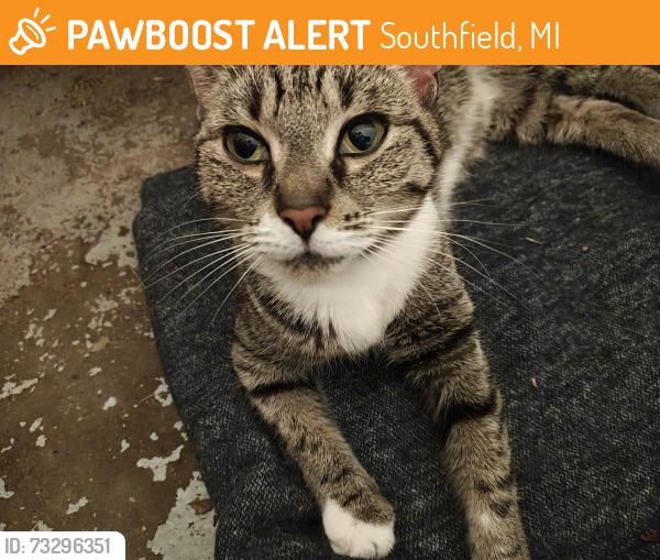 Found/Stray Unknown Cat last seen Brooks Lane and 12 Mile Rd, Southfield, MI 48034