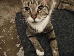 Found/Stray Unknown Cat last seen Brooks Lane and 12 Mile Rd, Southfield, MI 48034