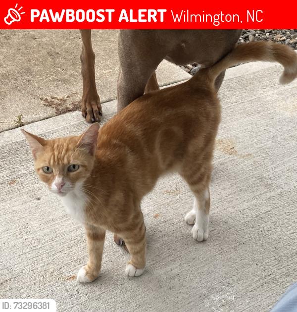 Lost Male Cat last seen Upland Drive, Bayshore ests, Wilmington, NC 28411
