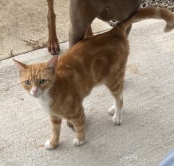 Lost Male Cat last seen Upland Drive, Bayshore ests, Wilmington, NC 28411