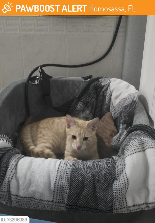 Found/Stray Male Cat last seen Rock Crusher/Cinnamon Ridge, Homosassa, FL 34448