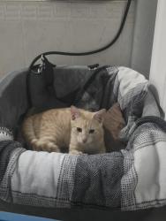 Found/Stray Male Cat last seen Rock Crusher/Cinnamon Ridge, Homosassa, FL 34448