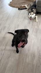 Found/Stray Male Dog last seen Saginaw and putnam, Wilmington, NC 28411