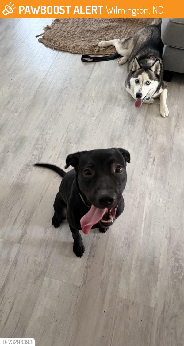 Found/Stray Male Dog last seen Saginaw and putnam, Wilmington, NC 28411