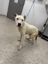 Shelter Stray Male Dog last seen Ridge Ave, Gastonia, NC, 1491 Business Park Ct, Gastonia, NC 28052, USA