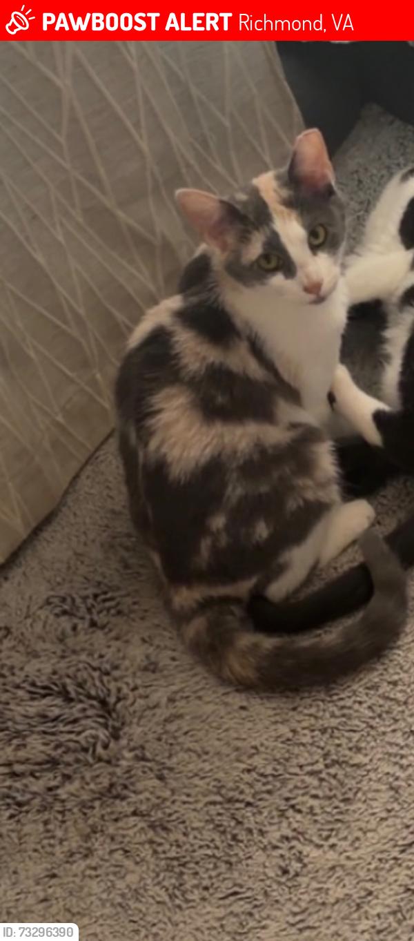 Lost Female Cat last seen Fisk and mormac, Richmond, VA 23229