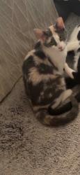 Lost Female Cat last seen Fisk and mormac, Richmond, VA 23229