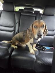 Reunited Male Dog last seen Stratford Place neighborhood, Fredericksburg, VA 22405