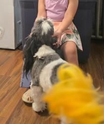 Lost Female Dog last seen Near pine Street, Lawrence Township, NJ 08648