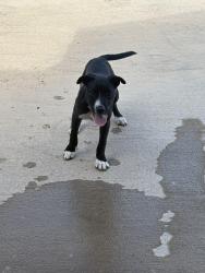 Found/Stray Female Dog last seen By park on the corner, San Angelo, TX 76903