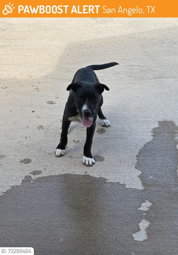Found/Stray Female Dog last seen By park on the corner, San Angelo, TX 76903