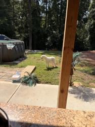 Found/Stray Unknown Dog last seen Plantation Rd, Lawrenceville, GA 30044