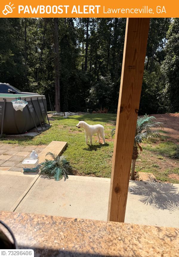 Found/Stray Unknown Dog last seen Plantation Rd, Lawrenceville, GA 30044