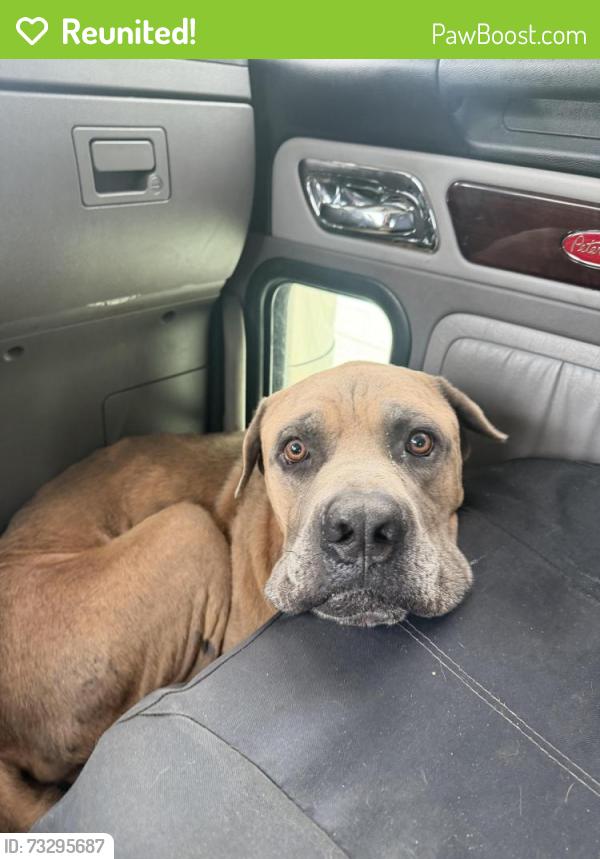 Reunited Male Dog last seen North Carolina Ave, Lexington, NC 27292