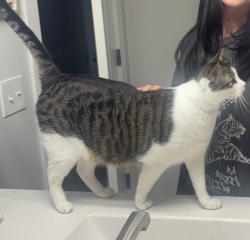 Reunited Male Cat last seen Castlewood trails neighborhood, Yukon, OK 73099
