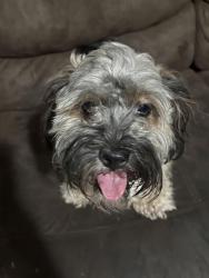 Found/Stray Female Dog last seen 52nd S Sacramento, Chicago, IL 60632