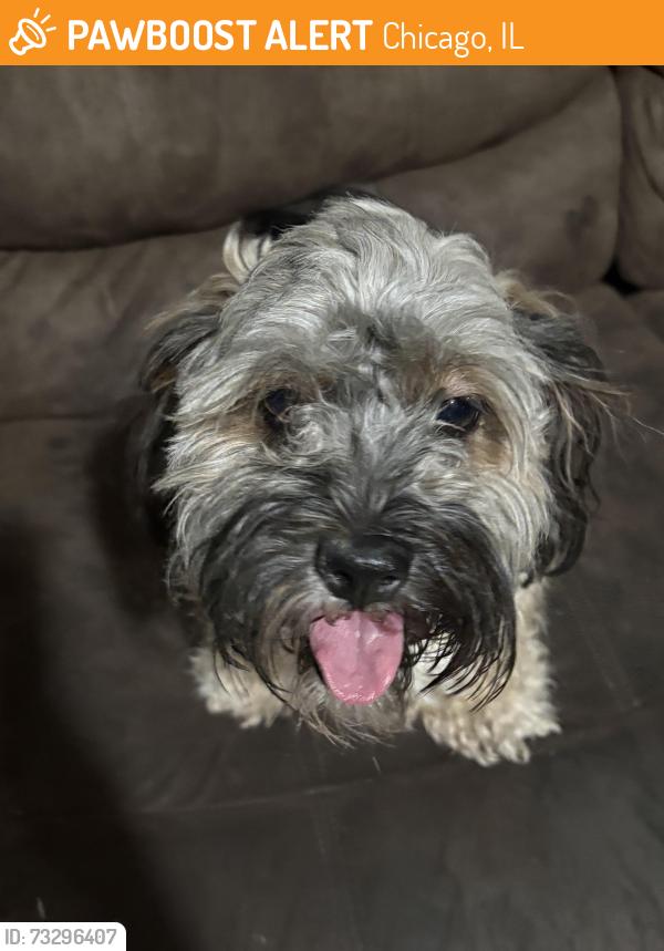 Found/Stray Female Dog last seen 52nd S Sacramento, Chicago, IL 60632