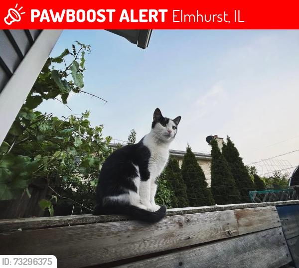 Lost Female Cat last seen Fullerton and Emroy, Elmhurst, IL 60126
