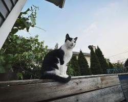 Lost Female Cat last seen Fullerton and Emroy, Elmhurst, IL 60126