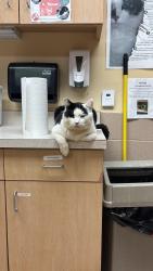 Reunited Male Cat last seen Near Morton Dt NW, Washington, DC 20010