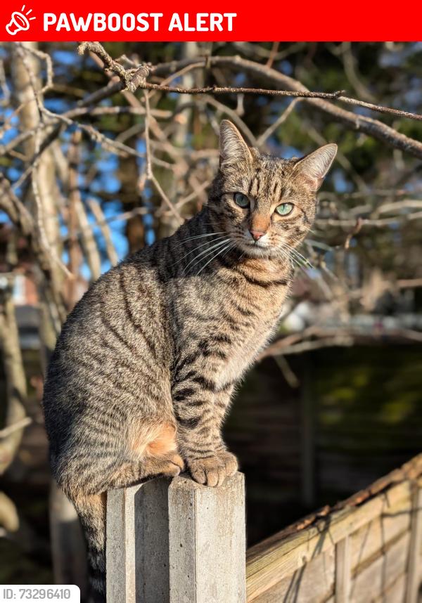 Lost Male Cat last seen Cherry Tree est, Stretford, England M32 9AR