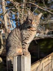 Lost Male Cat last seen Cherry Tree est, Stretford, England M32 9AR