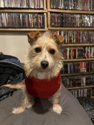 Reunited Female Dog last seen Riverside, Hesperia, CA 92345