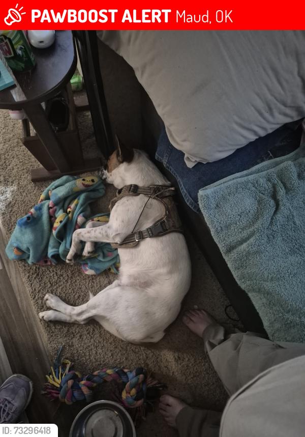 Lost Male Dog last seen Near West Harrison Street in Maud Oklahoma 74854, Maud, OK 74854