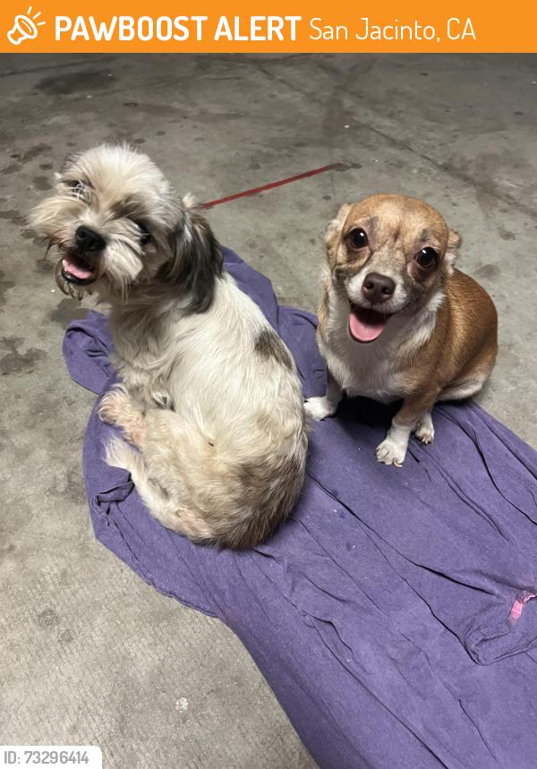 Found/Stray Female Dog last seen Ramona expressway & eagle road, San Jacinto, CA 92583