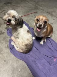 Found/Stray Female Dog last seen Ramona expressway & eagle road, San Jacinto, CA 92583