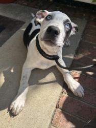 Reunited Male Dog last seen Lake Brandt Rd, Greensboro, NC 27455
