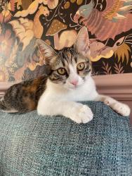 Reunited Female Cat last seen Across from leisure centre, Alsager, England ST7 2YL