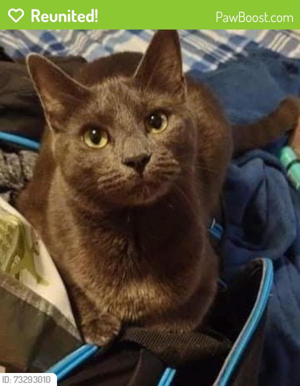 Reunited Male Cat last seen Charles St, Georgetown, MA 01833